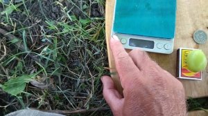 ДАРЬЯ. селекции Крайнова В. Н.виноград с потрясающим вкусом и шикарным видом.