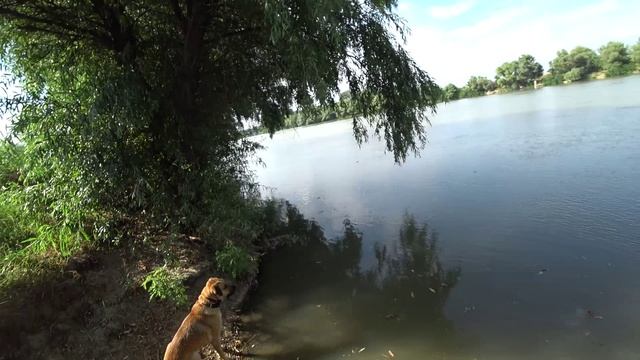 Купаюсь в реке протока, съел таблетку от глистов смотреть онлайн