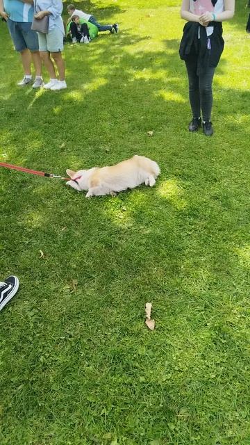 300 королевских хвостов на ВДНХ парад 30 августа (62) смотреть онлайн