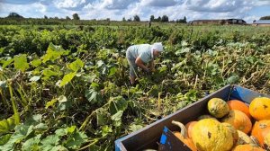 Убираем тыкву/ железо на месте