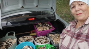 Грибы по заказу // собрали полный багажник //забрали из 🏡//