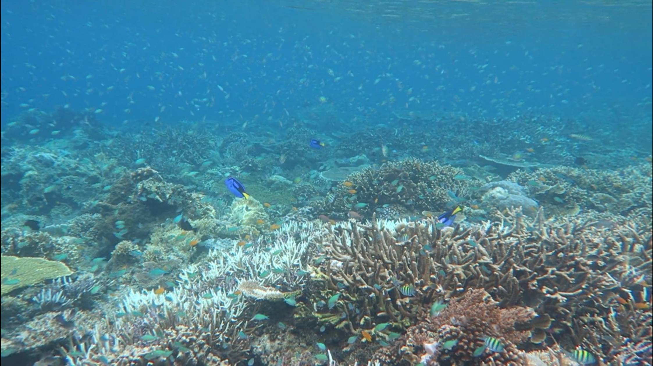 Pulau Koh питомник для Дори