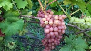 Гф Тера Селекции Карпушева А. В мускатная форма с красивой ягодой.