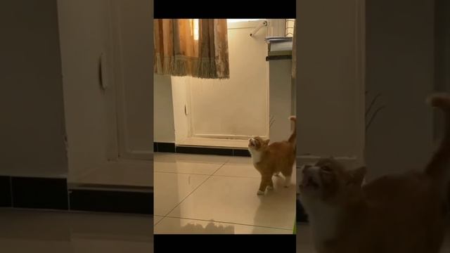 СМЕШНЫЕ ВИДЕО 🙂 смотреть онлайн