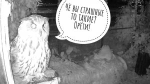 Дикая сова прилетела к нашим совам и начала всех бесить. Осторожно, звуки из преисподней!