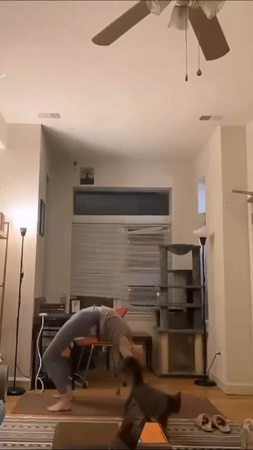 Коты помощники