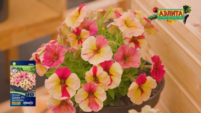 НОВИНКА ПЕТУНИИ 2025! Серия семян ШЕЙК F1