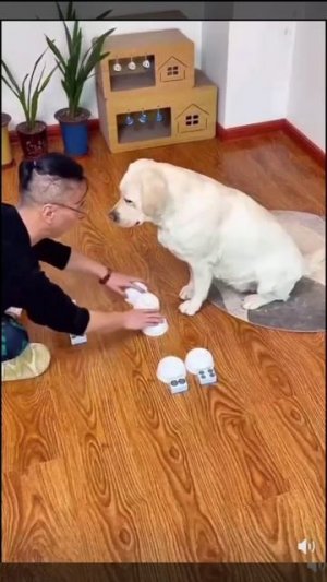 Собачьи игры