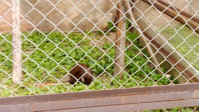 Зоопарк планета обезьян. Краснохвостая мартышка.