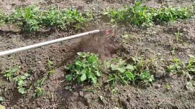 Триммер с окучником. Упрощаем прополку и окучивание картошки.