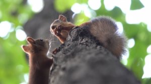 Белка и подросший бельчонок. Короткая зарисовка