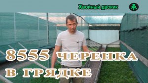 Черенкование туи смарагд, обзор прошлогодних черенков, с 1 сентября начинаем отправку, самовывоз.