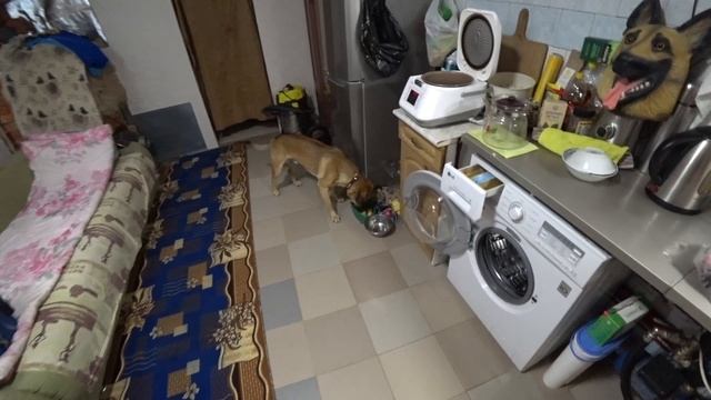 Говядина для собаки, формирование пайки на сутки.