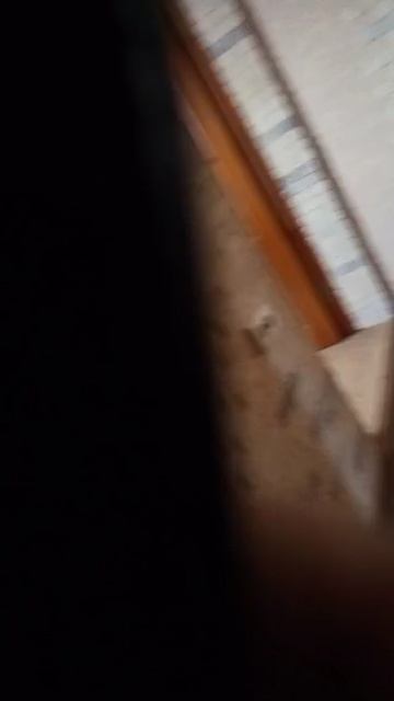 мамонты в современном мире смотреть онлайн