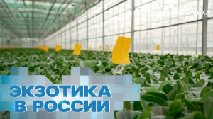 Экзотика становится ближе. В России активно развивается производство орхидей