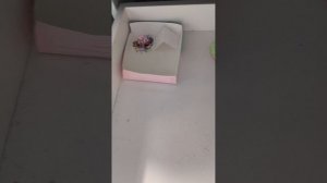 Бум собаки. Обустройка домика