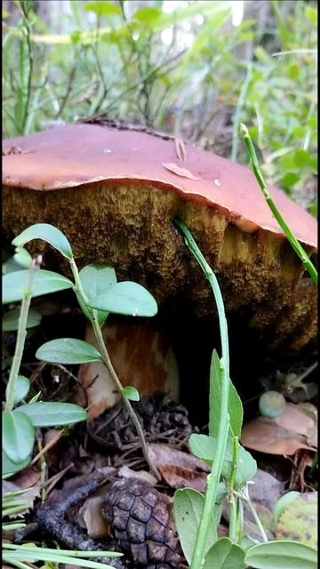 Белый гриб переросток