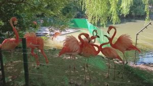 В Новосибирском зоопарке