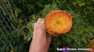 Морковь! Сравниваем сбор по эксперементу!Три сорта! Кто ест морковь?