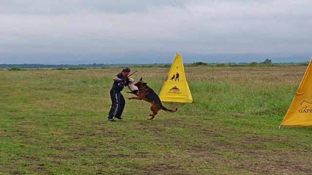 5.  выражено/пож OSTEN STERN NATANIEL (Tornados-Ostvind Yard Yantaris – Osten Stern Yukki)