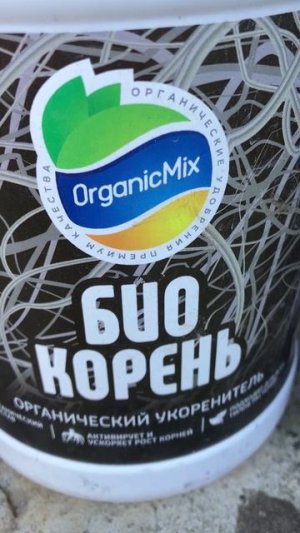 Обработка ран на корнях пиона при делении