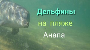 Анапа 31.08.2025 Привет от Дельфинов с Центрального пляжа
