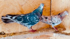 Начало Сезона! Мраморные Бакинские Голуби!