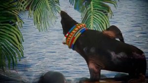 Дельфинарий в Братске