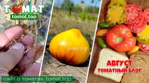 Вот и всё… Томатный блог. Август 2025