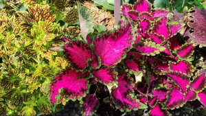 Мой КОЛЕУСОВЫЙ РАЙ в конце лета. Обзор новинок с описанием сорта и названием.