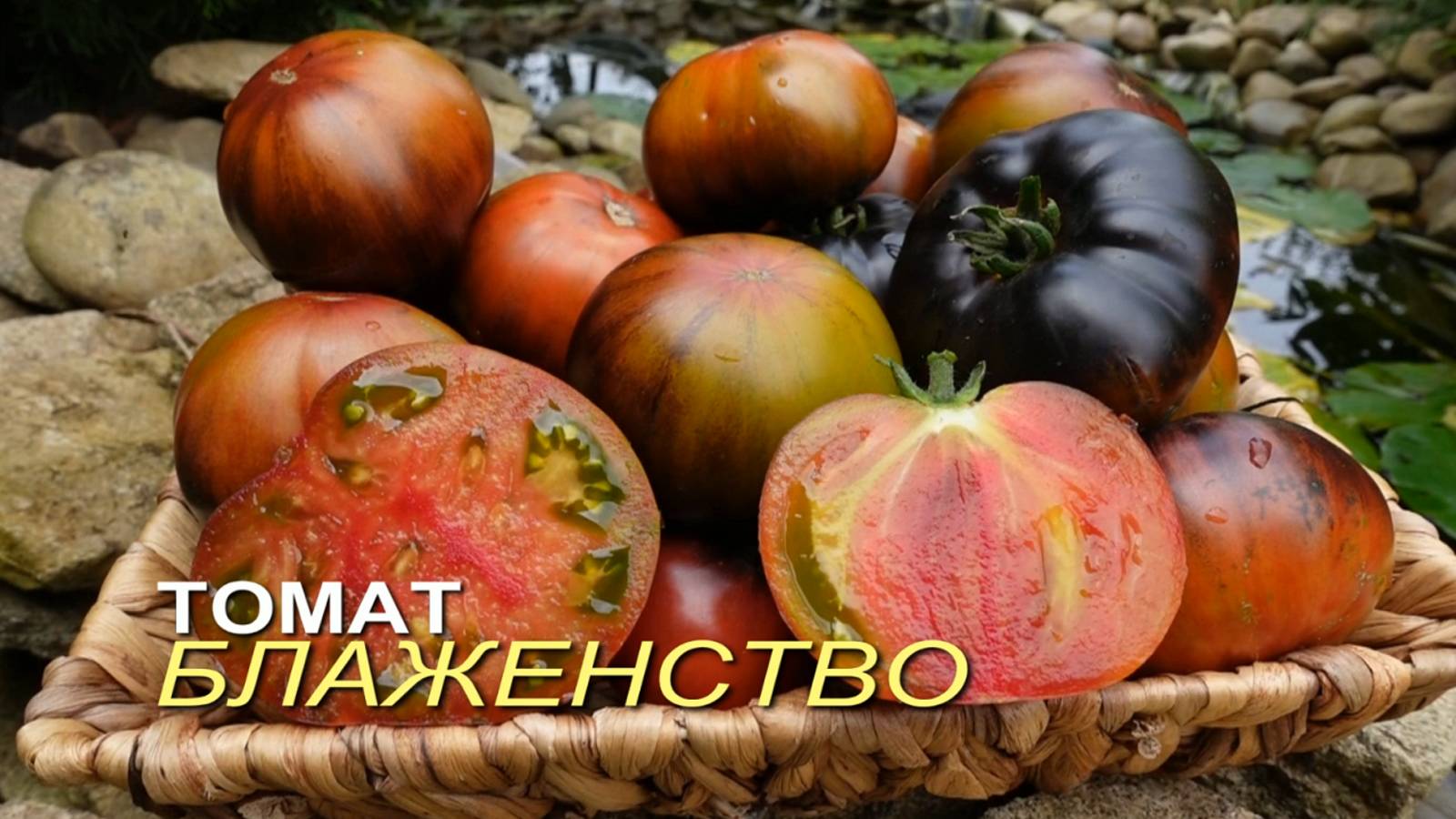 Томат БЛАЖЕНСТВО. Обзор сортов ТОМАТОВ! смотреть онлайн