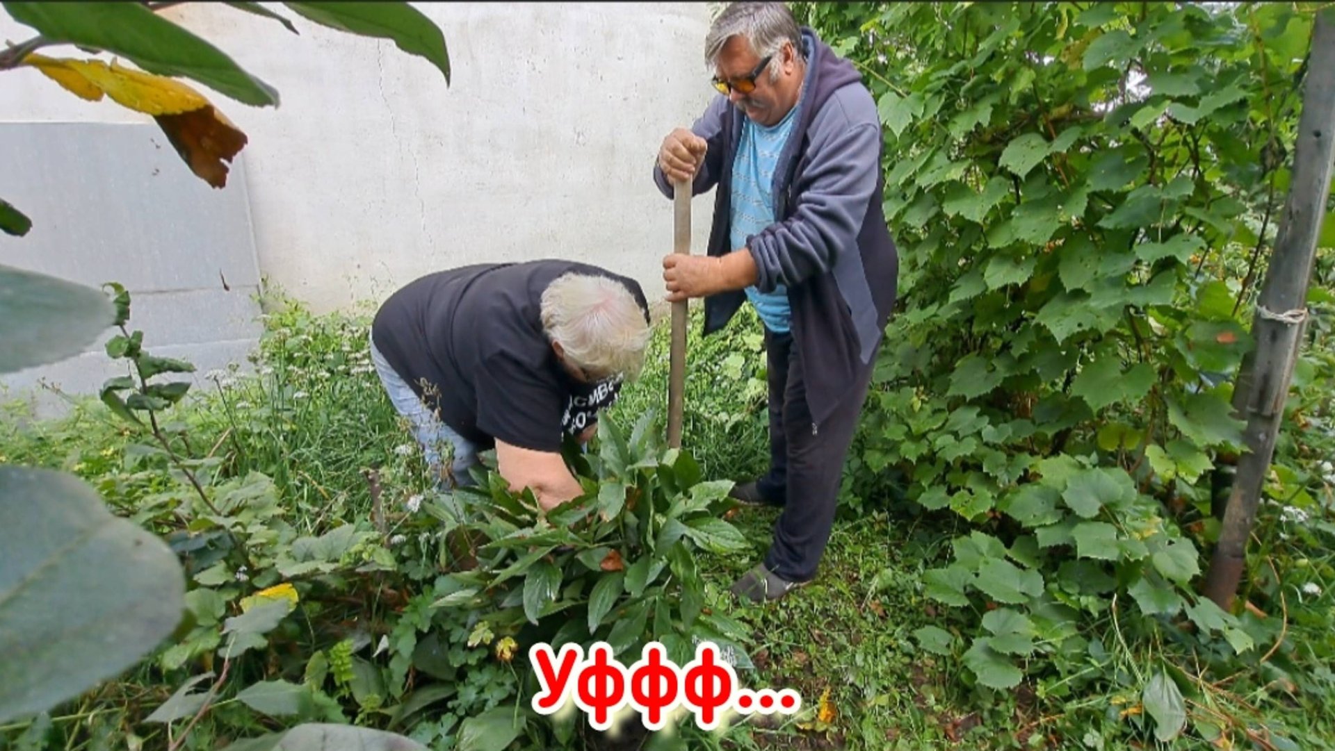 Выкопали пион. Как разделить пион на деленки. смотреть онлайн