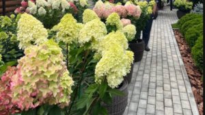 Вот и лето прошло…. Мои гортензии во всей красе.