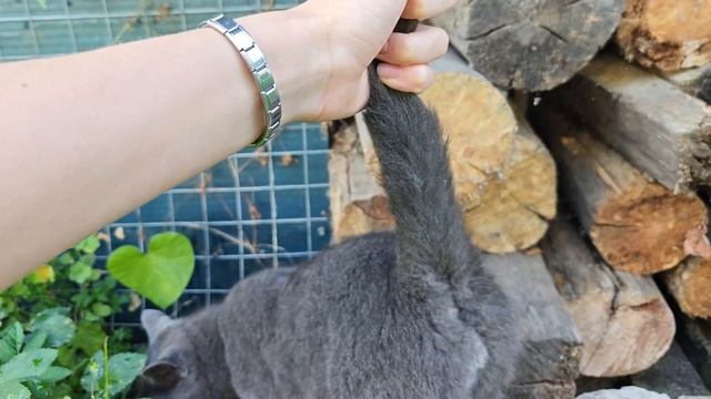 кот БЛЮХЕР позитер (3)