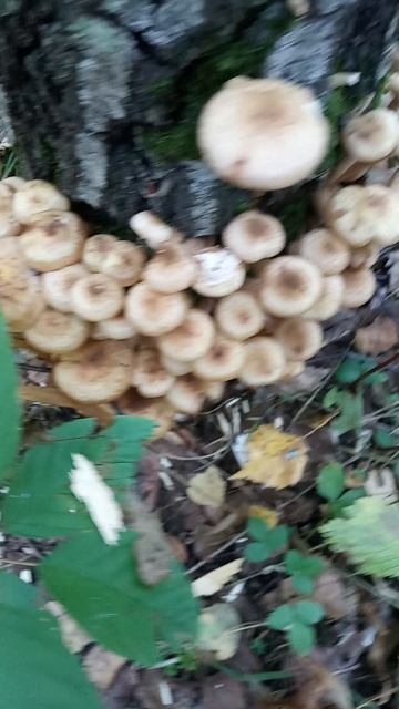 опята супер пень