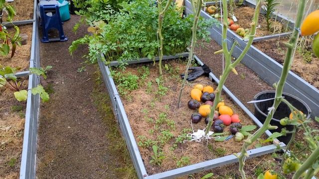 06-09-2025.Дача..Удаляю частично томаты.Заготавливаю мяту. смотреть онлайн