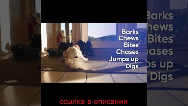 Ультразвуковой отпугиватель собак смотреть онлайн