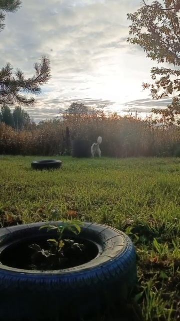 #напрогулке #осень #песик #утро