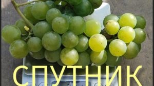 Виноград Спутник. Выращивание в Хабаровске