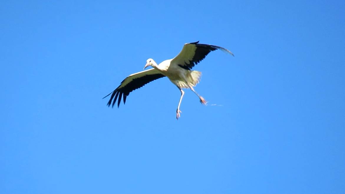 Аист приземляется на гнездо против ветра смотреть онлайн