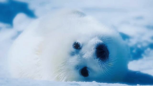 Baby Seals 💙