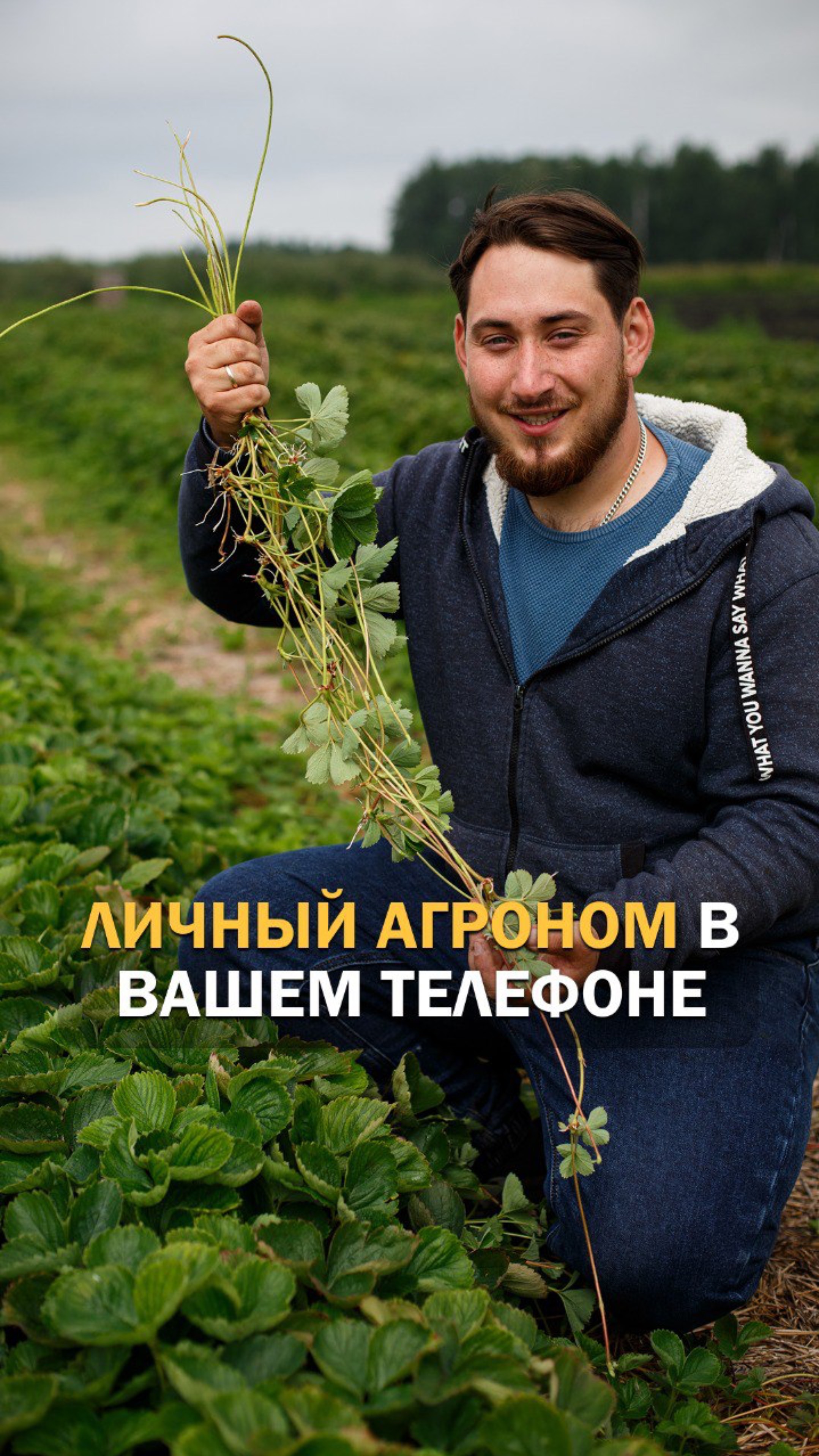 🌱 У клубники буреют листья? Как спасти урожай 👇