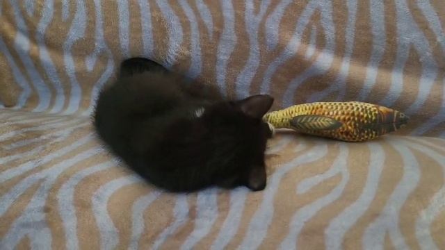 кошка и рыба