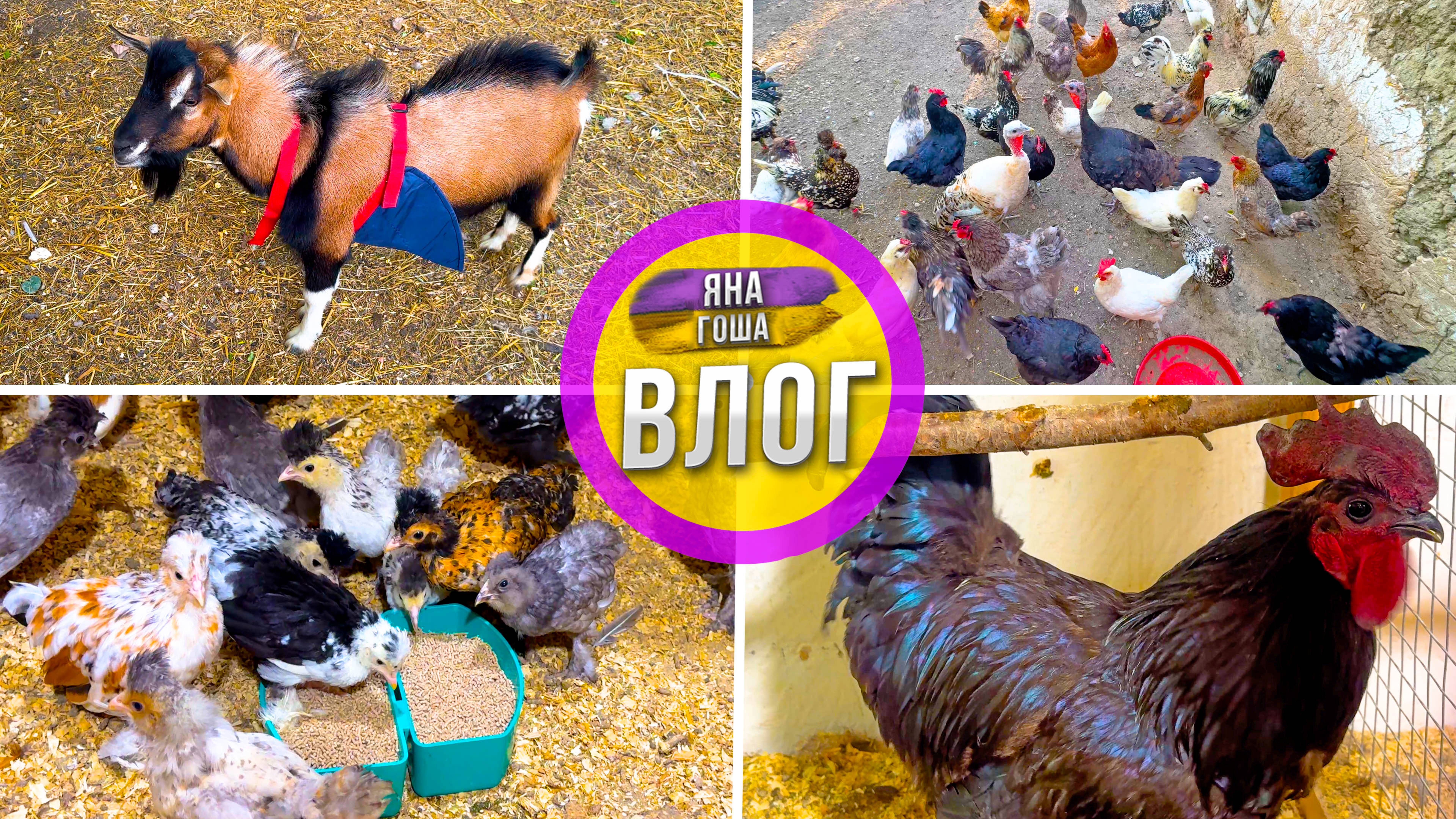 Козёл теперь НЕ СМОЖЕТ, хотя вероятно УЖЕ УСПЕЛ! С Яной на ферме: курочки, цыплята, индюки, ласточки смотреть онлайн