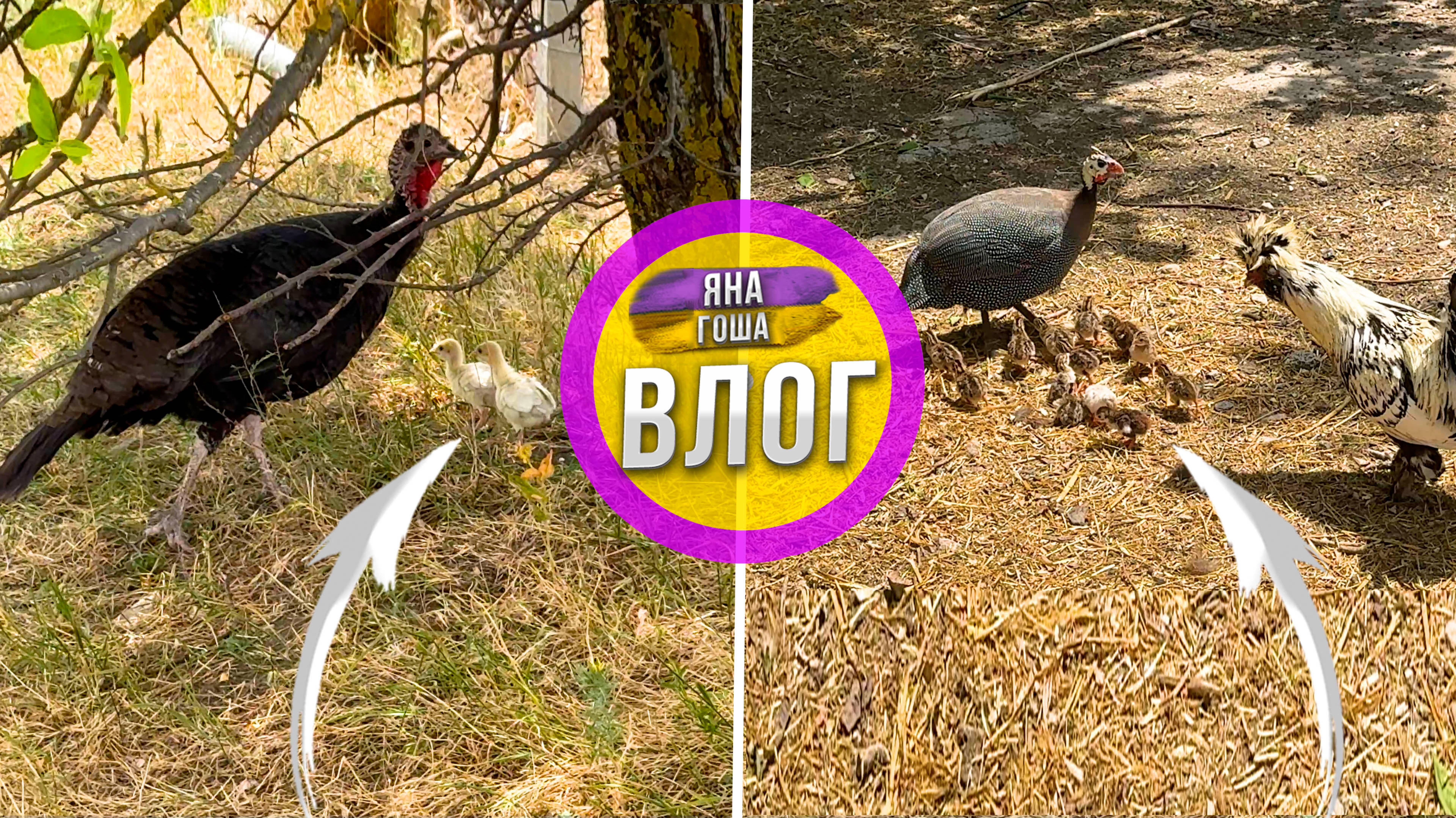 Не знаю что делать! Как быть!? Откуда эти цыплята? Цесарка и индюшка вывели цыплят! Бэбибум на ферме смотреть онлайн