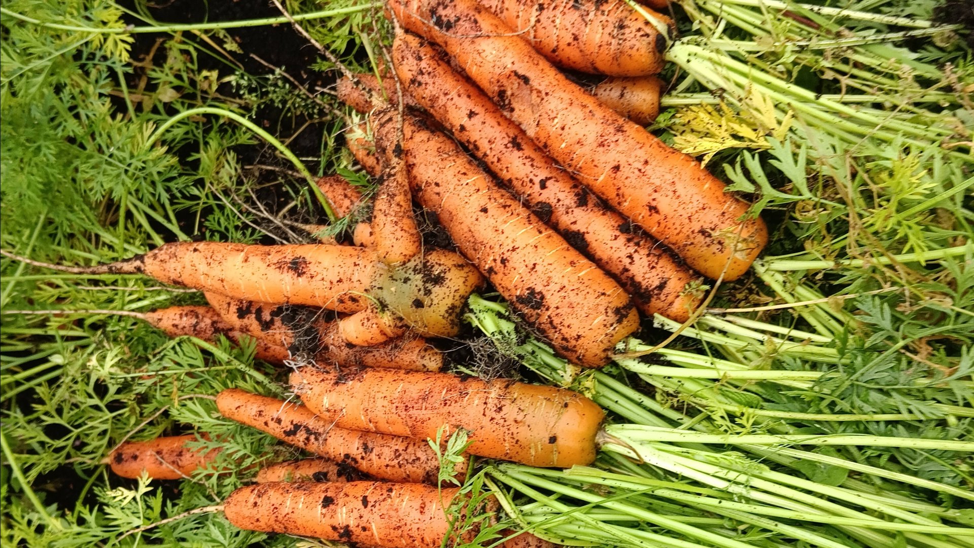 Дневник_ВОЛОГЖАНКИ