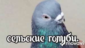 Голуби. Село Высоцкое в гостях у Виктора Васильевича.8 918 771 22 89.
