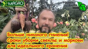 КОГДА УБИРАТЬ СВЁКЛУ и МОРКОВЬ, чтобы они были сладкими и лёжкими. Не торопитесь с уборкой урожая!