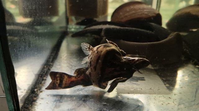 Сом Фишера или Трахелиоптерус Фишера