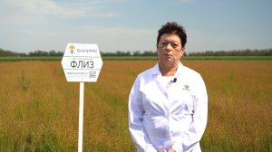 ФЛИЗ: Лен масличный